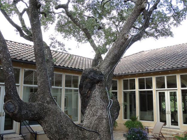 large tree next to a home with new gutters