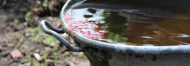 Water runoff through a a bucket also collecting leaves