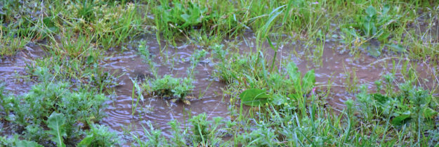 flooded lawn during rain
